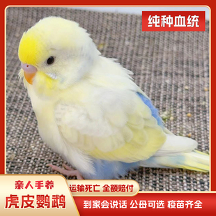 虎皮鹦鹉活鸟会说话纯手精养亲人大头幼雏鸟体半毛牡丹玄凤小型鸟