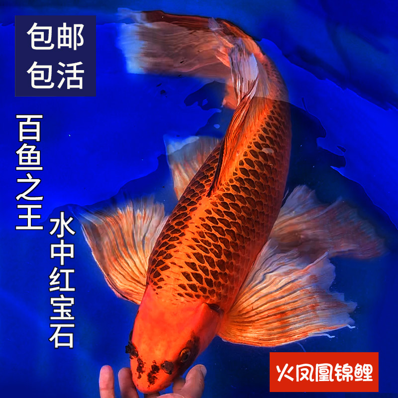 火鳳凰錦鯉  普短蝴蝶鯉高端觀賞魚臺灣龍鳳錦鯉淡水冷水金魚好養(yǎng)