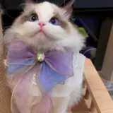 Слюнявчик для принцессы, кружевной шарф, нагрудник, аксессуар