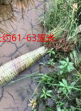 竹编黄鳝笼竹编泥鳅笼鳝鱼笼捕虾笼纯手工竹编竹制品长竹编品