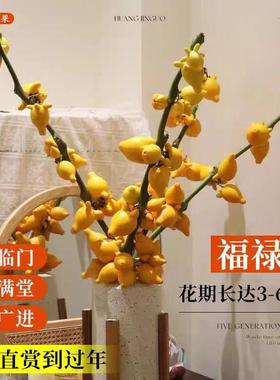 广西黄金果五代果鲜花装饰摆件可爱网红干养水培耐养室内发福禄果
