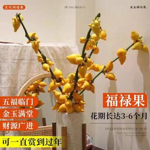 广西黄金果五代果鲜花装饰摆件可爱网红干养水培耐养室内发福禄果