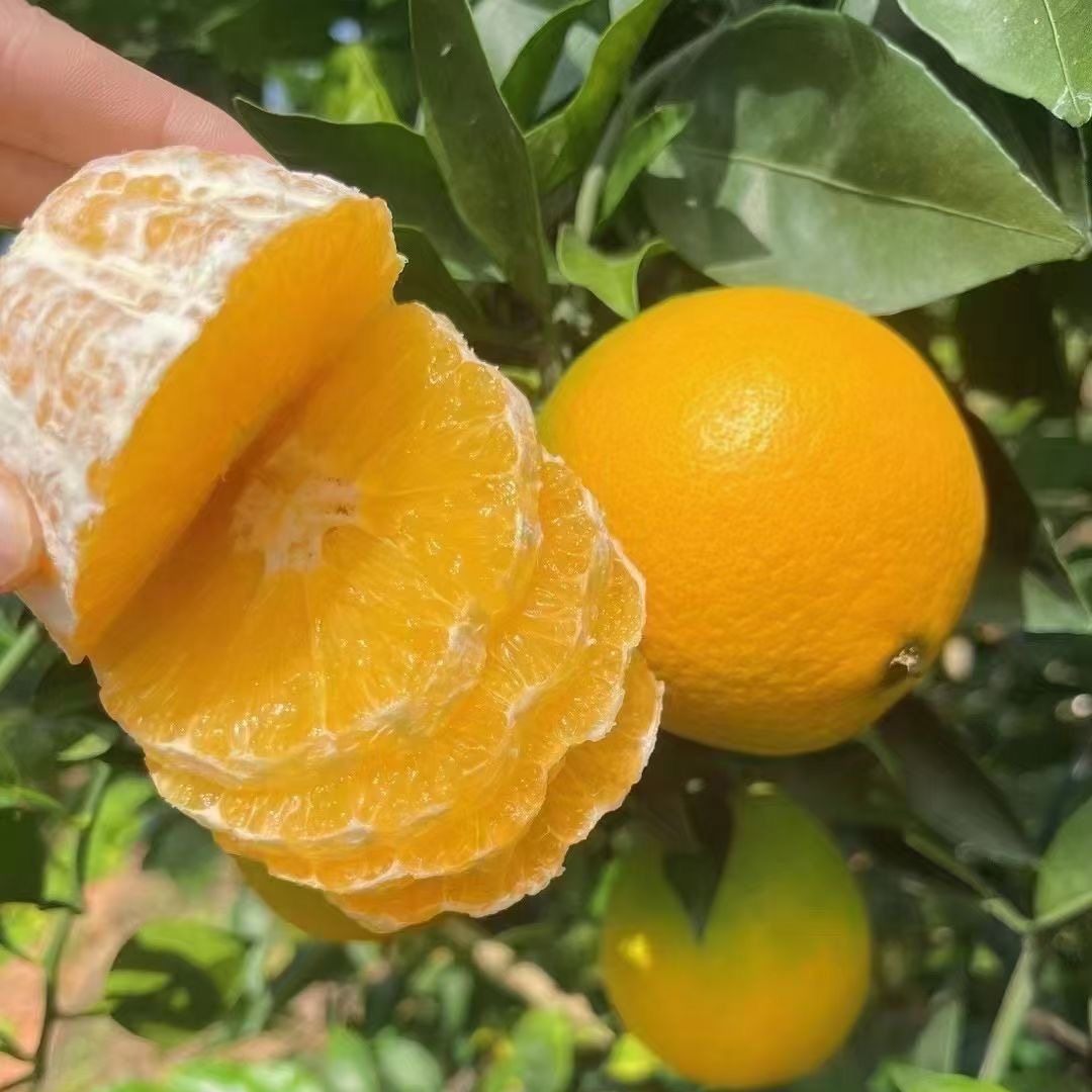 赣南脐橙65-95CM果径 现摘现发 皮薄肉厚 甜酸多汁