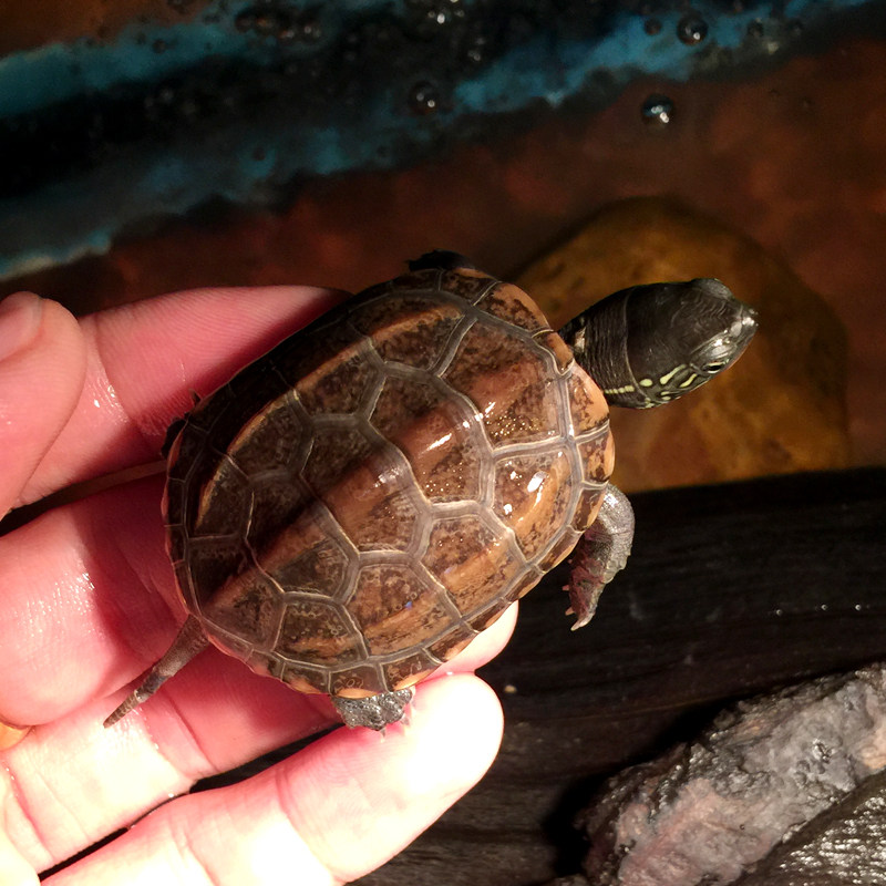 中华草龟纯种安徽大头草龟湖北草水族观赏龟外塘草龟苗活体宠物龟