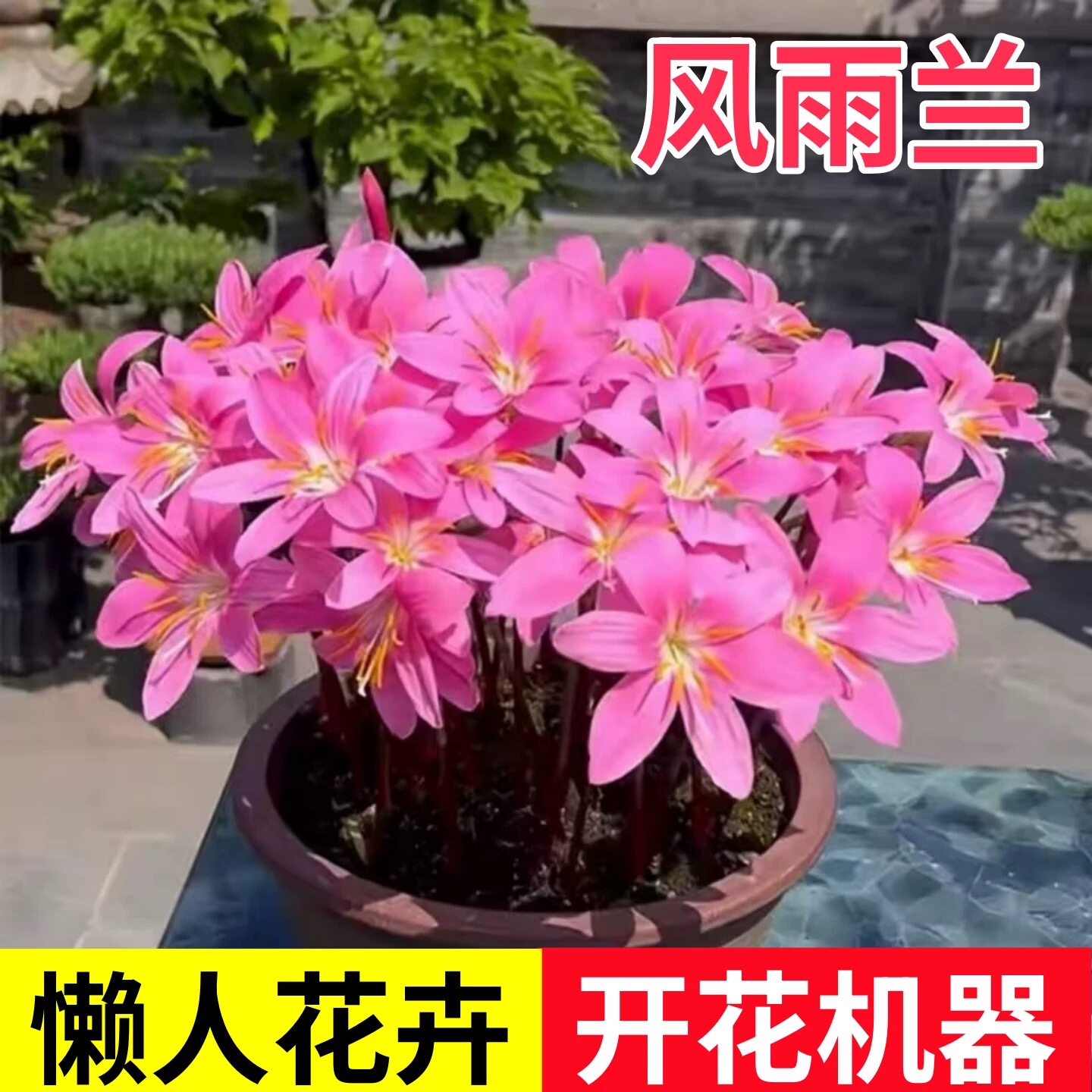 风雨兰种球多年生爆崽夏季耐热勤花葱兰韭兰石蒜花卉庭院阳台好养
