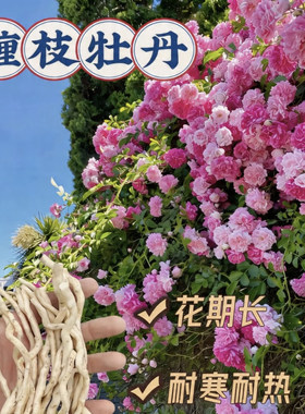 缠枝牡丹花根带芽种根重瓣大花多年生无刺可爬藤阳台庭院耐寒花卉