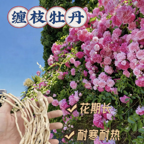 缠枝牡丹花根带芽种根重瓣大花多年生无刺可爬藤阳台庭院耐寒花卉