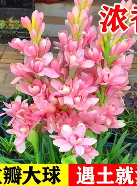 晚香玉重瓣种球浓香型夜来香种苗多年生耐寒切花庭院阳台花卉盆栽