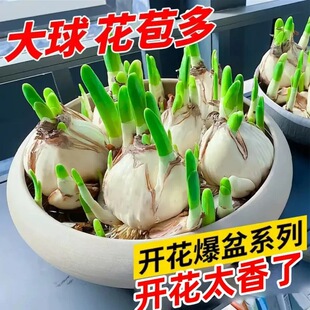 水仙花种球漳州重瓣水仙花盆栽带花苞水培土培植物花卉室内年宵花