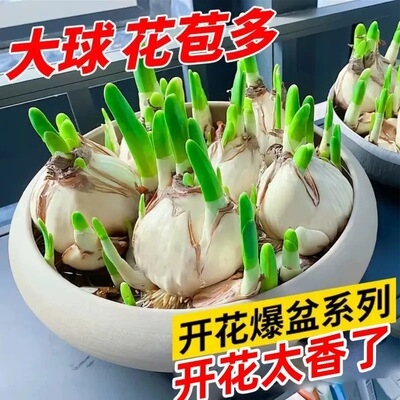 漳州重瓣水仙花种球水培易养