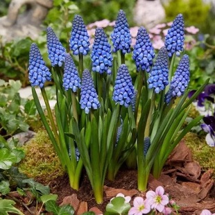 葡萄风信子种球土培水培植物耐寒易活多年生花卉桌面室内外盆栽