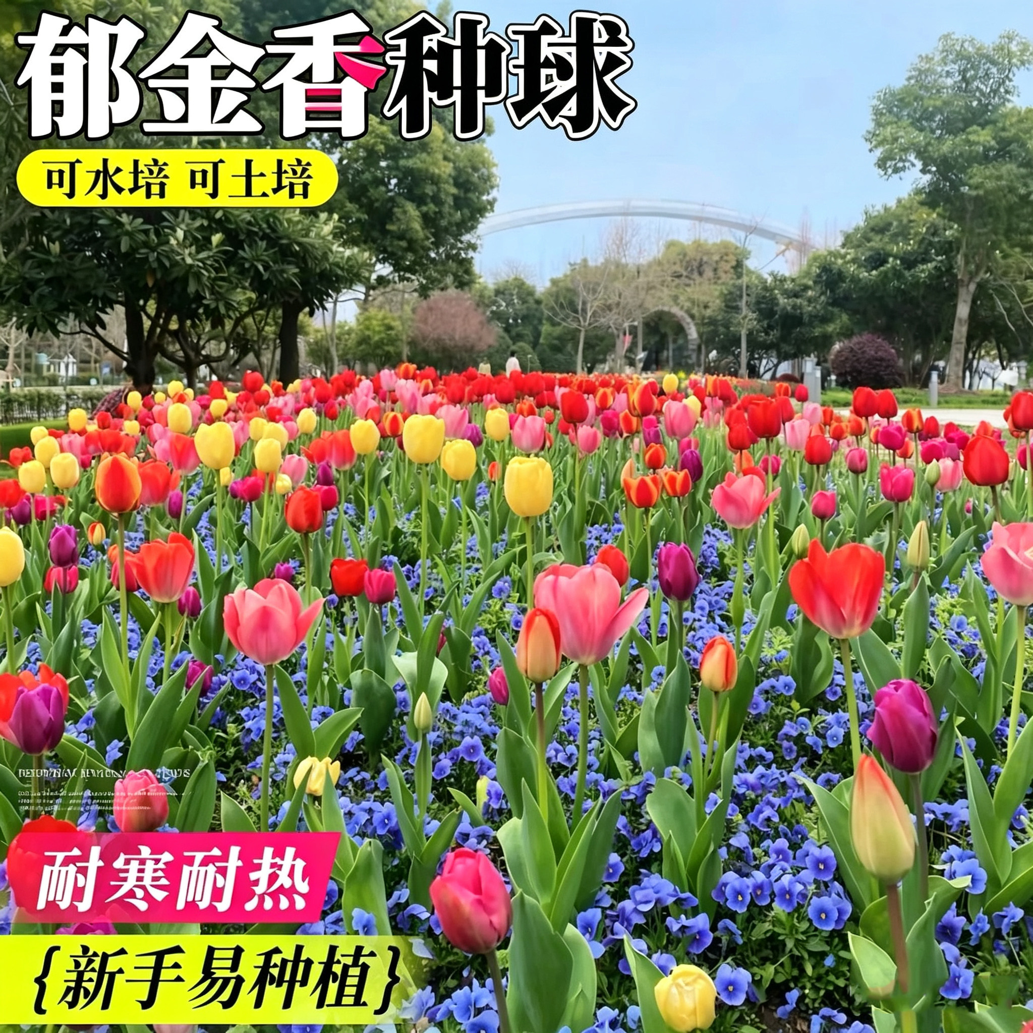 郁金香种球水培花卉植物室内耐寒绿植土培地栽盆栽四季鲜花好养活