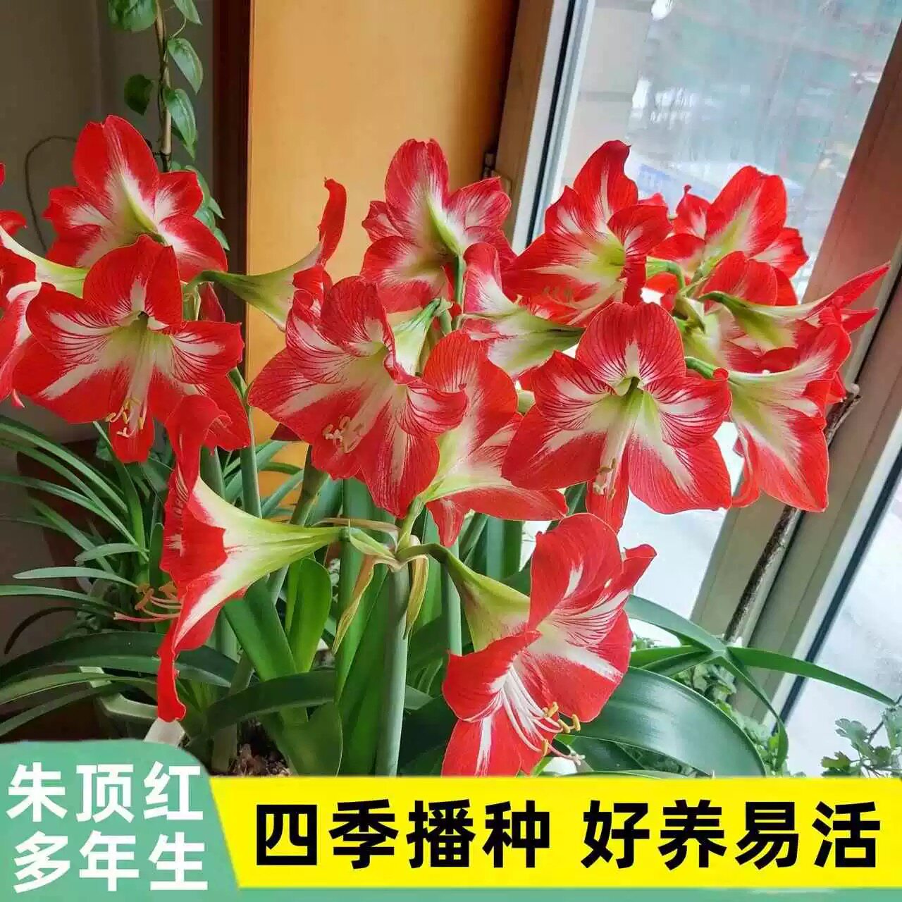 国产朱顶红种球四季大土朱多年生植物好养易活易繁殖阳台庭院盆栽