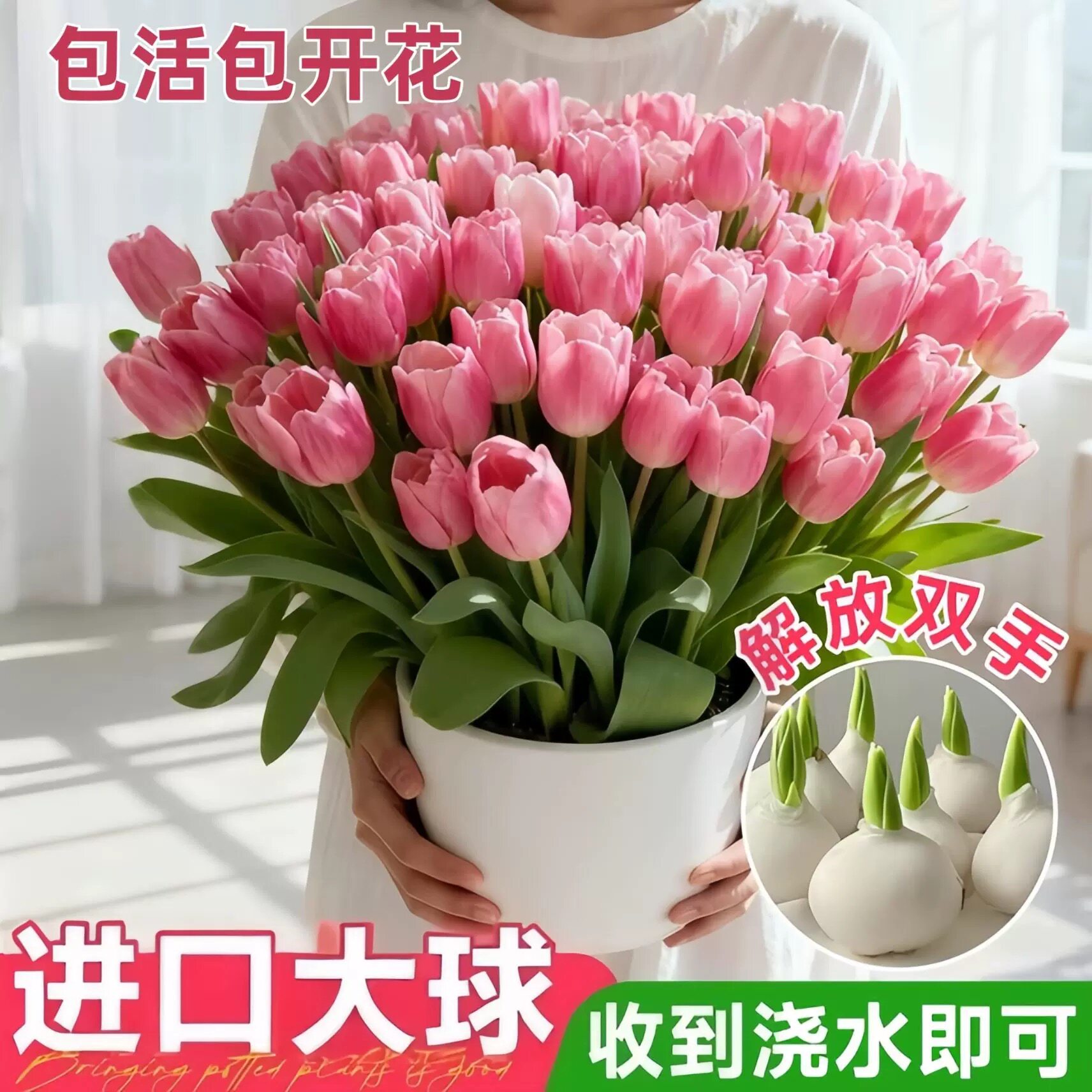 郁金香种球水培花卉盆栽室内外四季好养耐寒土培庭院阳台植物