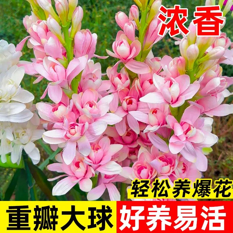 晚香玉重瓣大花球根带多芽多年生浓香型切花香水花卉庭院阳台盆栽