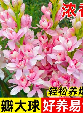 晚香玉重瓣大花球根带多芽多年生浓香型切花香水花卉庭院阳台盆栽