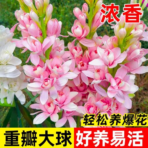 晚香玉重瓣大花球根带多芽多年生浓香型切花香水花卉庭院阳台盆栽