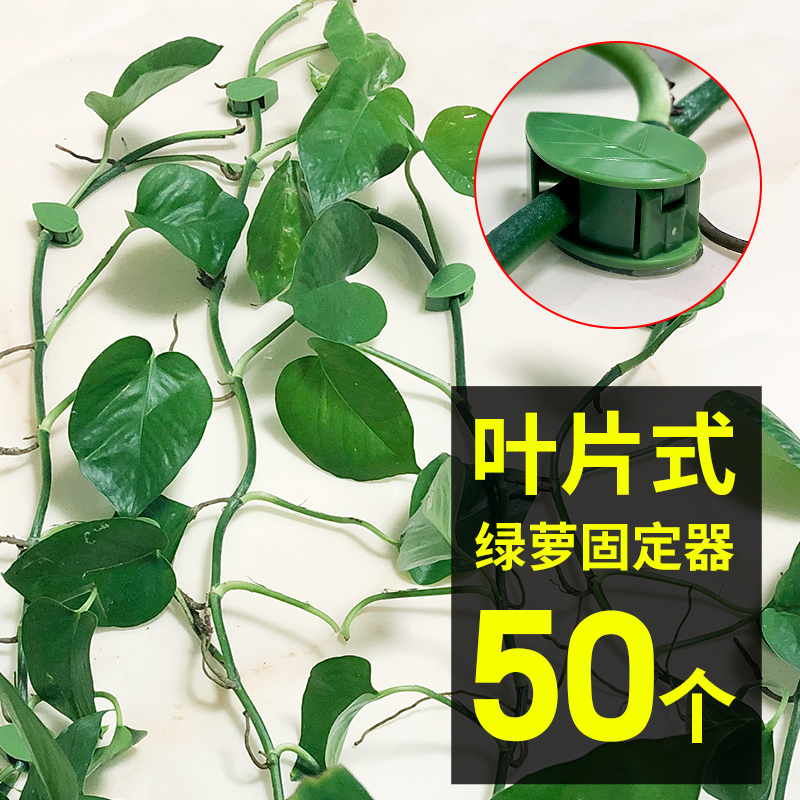 绿箩爬上神器绿植攀爬固定器无痕家用室内蔓藤植物墙上挂钩缠绕扣