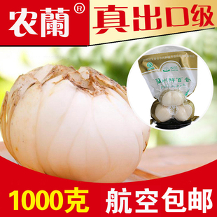 【出口级2斤】农兰鲜百合500g*2兰州鲜百合新鲜百合兰州百合包邮