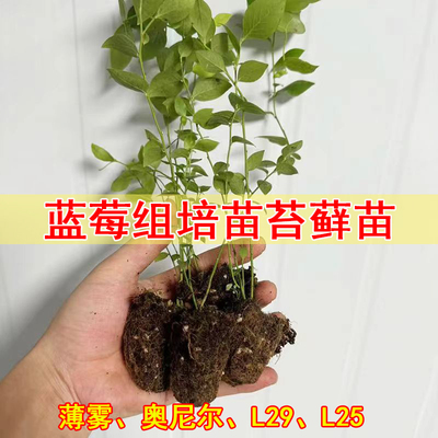 蓝莓F6树苗脱毒苗组培苗穴盘苗纯甜无酸好养南高丛庭院果树盆栽