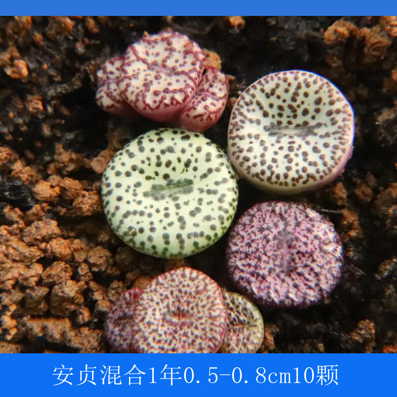 黑点疣点密纹安珍安贞混合贵货稀有品种肉锥花番杏阳台多肉植物