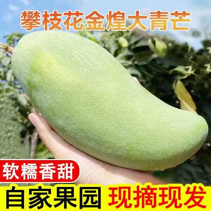 正宗四川攀枝花金煌芒果新鲜应季水果大青芒超大纯甜芒果
