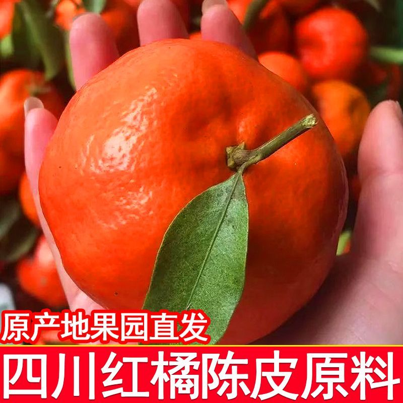 正宗四川红橘自家种植大红袍老橘子陈皮专用现摘酸橘子新鲜桔子