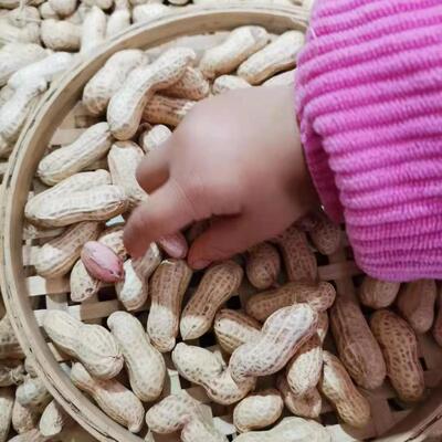 2025四川农家种植天府花生自然晒干带壳花生原味新鲜花生自家种植