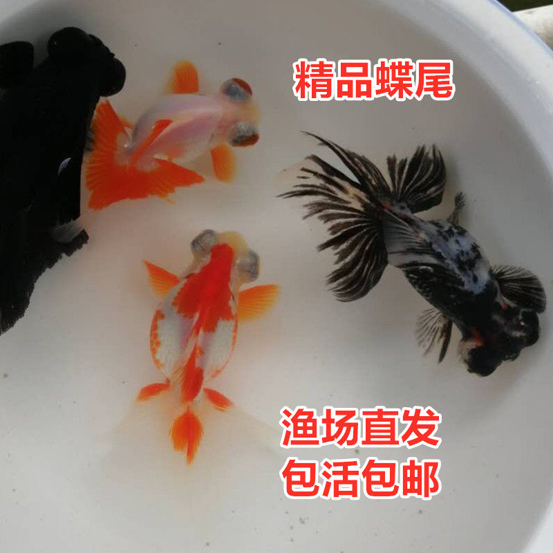 精品蝶尾苗金鱼活鱼红白熊猫黑白蝶尾龙睛观赏鱼泰狮兰寿好养耐活