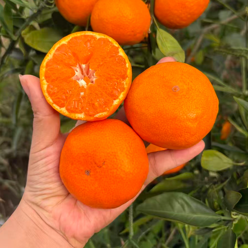 露天大果箱装新鲜临海市蜜桔