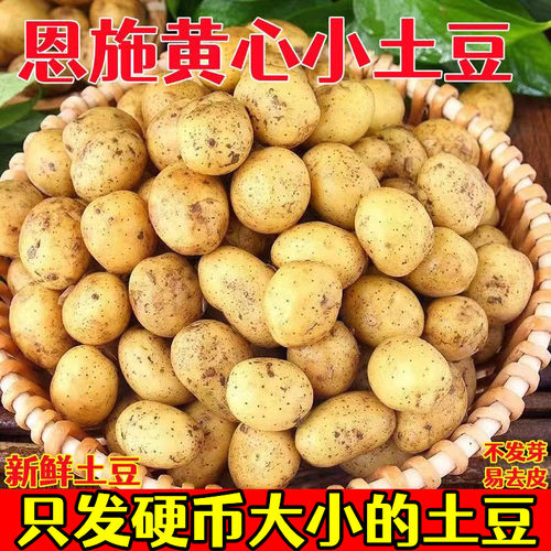 【恩施富硒黄心小土豆】新鲜现挖小土豆迷你小洋芋马铃薯当季蔬菜