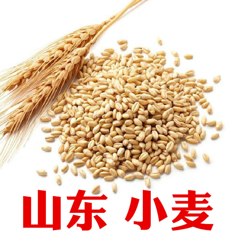 小麦食用做麦芽糖山东小麦优质