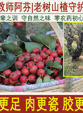 老树大金星鲜果鲜山楂野生山楂无农药鲜山楂寺头山楂泡酒农家自种