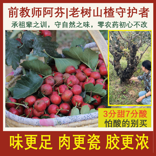 产地直发鲜山楂无农药天然山楂