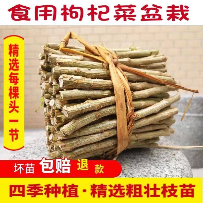 广东南方食用枸杞叶苗耐寒大叶枸杞菜老桩盆景煮汤家庭枸杞菜枝条