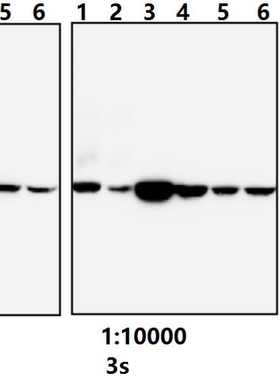 β肌动蛋白单克隆抗体Bioworld内参抗体β-Actin(4D3)mAb/mAb-HRP