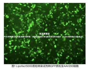 Lipofect5000质粒转染试剂，适用于将质粒DNA转染入哺乳动物细胞