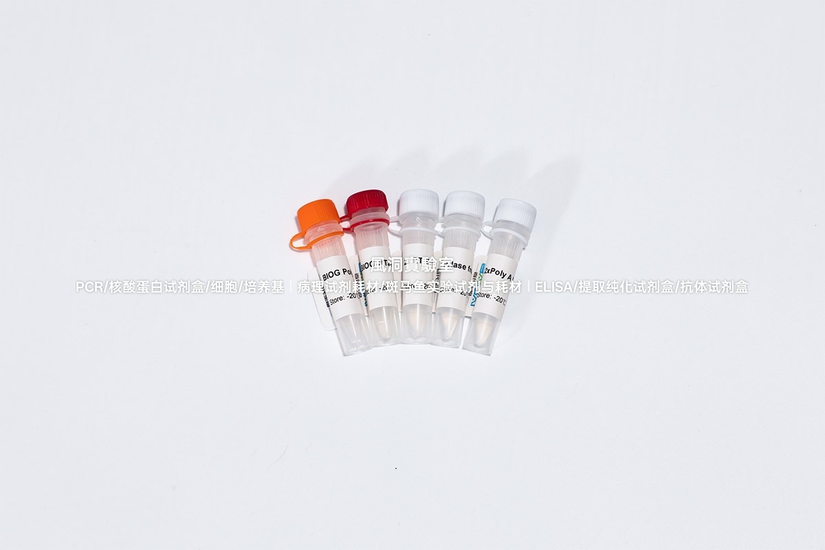 BIOG miRNA加尾法逆转录试剂盒(血浆)含Oligo d(T)的引物RT效率高