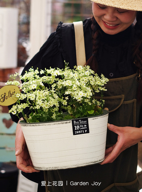 爱上花园 铁艺做旧铁皮花盆 标牌椭圆收底花盒Petit Tresor