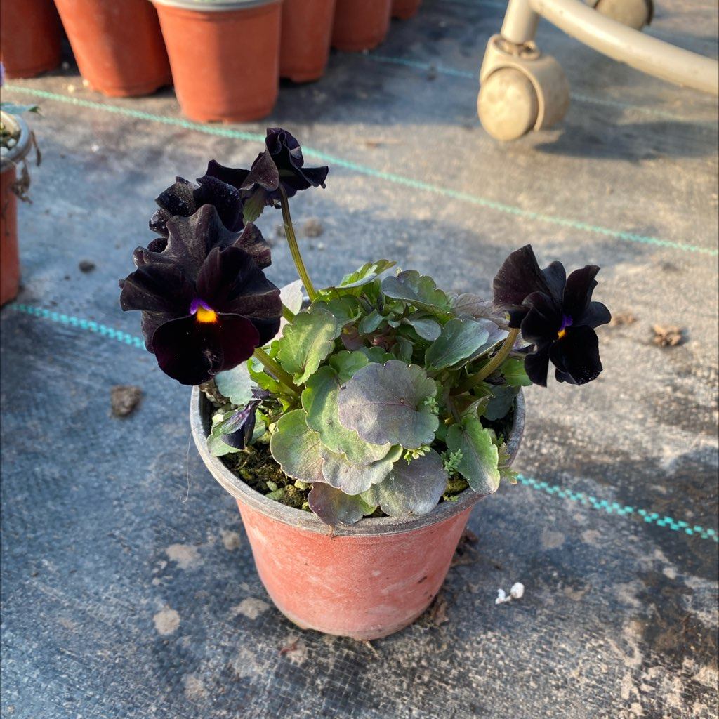 z-28角堇一个一口价9.9,家居饰品,花盆,淘宝优惠券,粉丝福利购,淘宝优惠卷