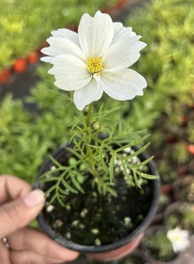 10cm矮生白色波斯菊带花苞一口价9.9