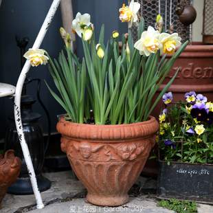 爱上花园粗制陶盆粗陶花盆器陶缸园艺阳台露台透气花朵 天使环绕