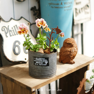 爱上花园 波浪边小花盒NO32 YM薄铁皮易变形铁艺花盆