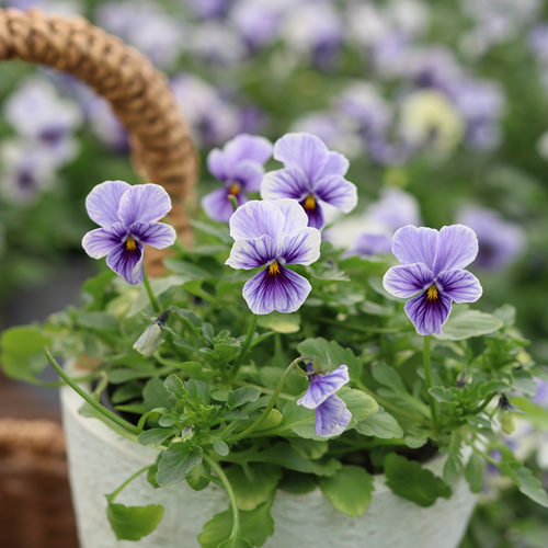 爱上花园|角堇 小兔子系列 春季植物 十厘米盆栽成品  88