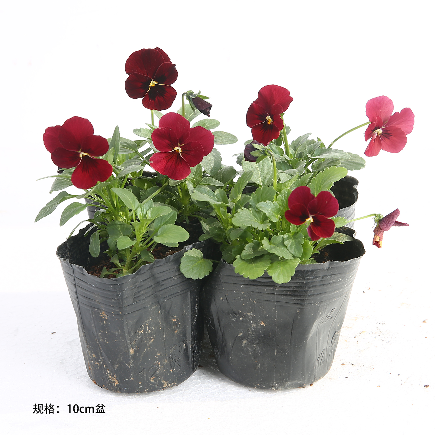 爱上花园 黄泥巴土 角堇 四盆一份  草花 复古花卉庭院 随单包邮