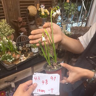 一口价9.9 10cm雪片莲4号一个4.3晚