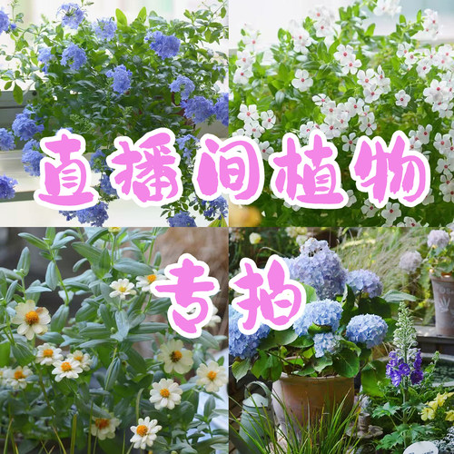 爱上花园   直播间植物专拍一口价