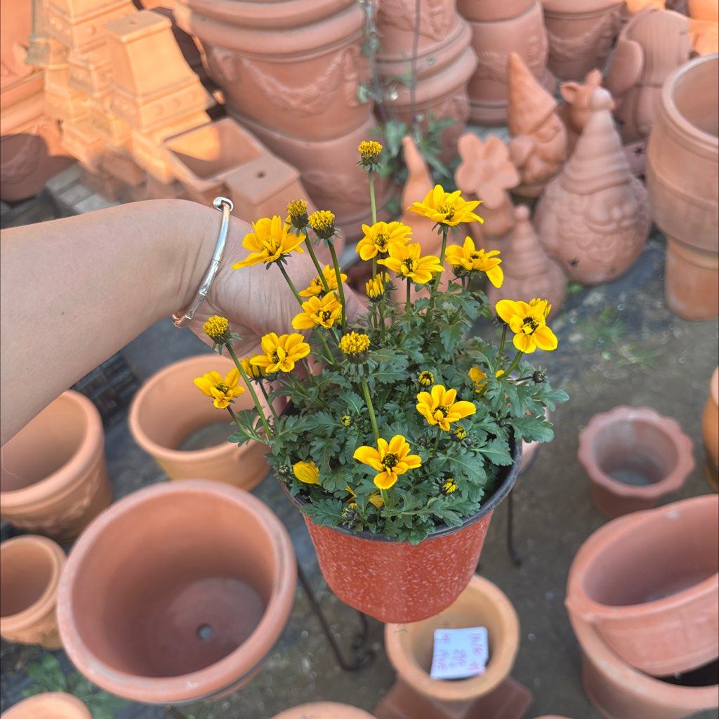 鬼针草12cm一口价14.9满30包邮