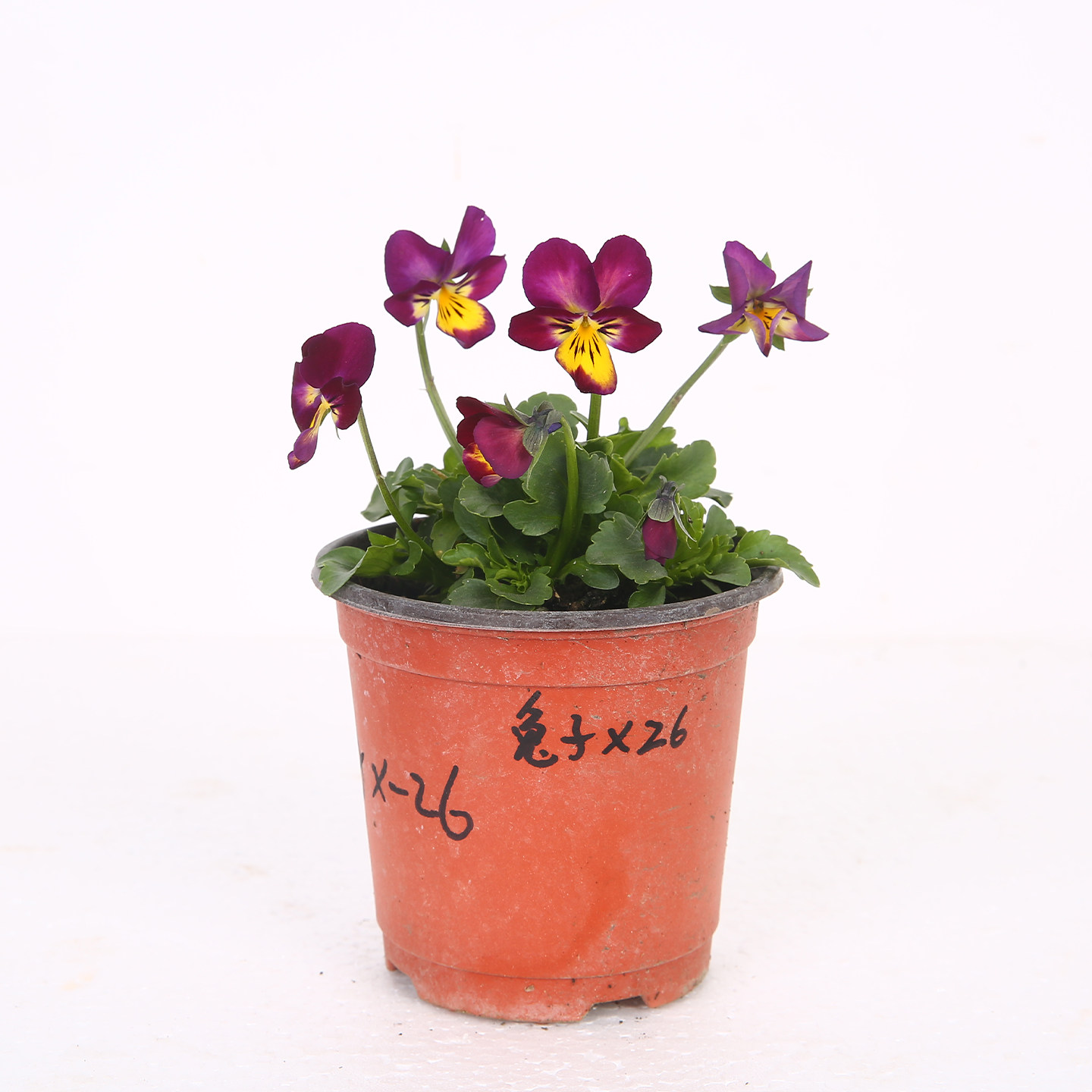 爱上花园|角堇 兔子系列 秋冬季栽种耐寒植物 满30包邮,鲜花速递/花卉仿真/绿植园艺,其它园艺用品,淘宝优惠券,粉丝福利购,淘宝优惠卷