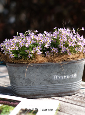 爱上花园 铁艺做旧铁皮花盆 蓝平耳椭圆花盒Bonne:f9系列多肉日系